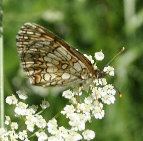 Melitaea sp.